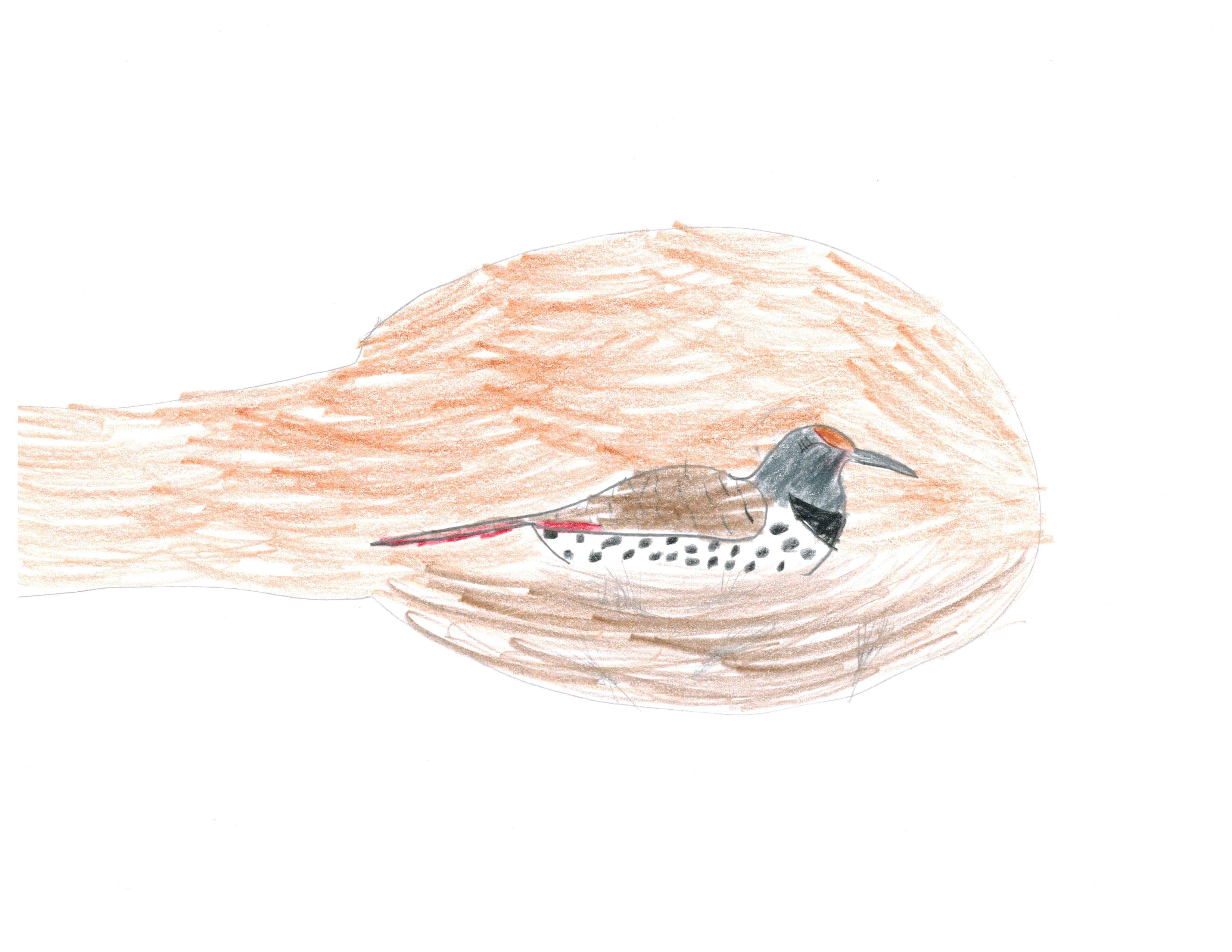 northern flicker on a nest
